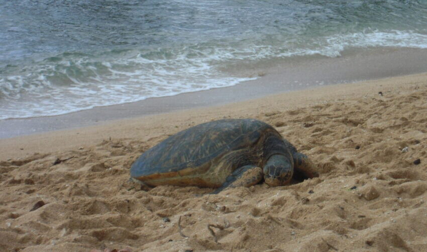 オアフ島ノースショアの海亀